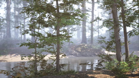 misty forest path