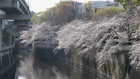 the best cherry blossom in tokyo