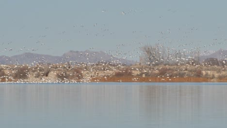 los gansos de nieve se reúnen durante la migración del norte y vuelan por cientos o miles sobre un lago en las montañas