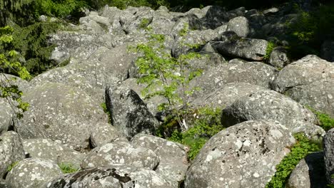 stone river natural phenomenon in vitosha natural park near sofia, bulgaria. the golden bridges area.