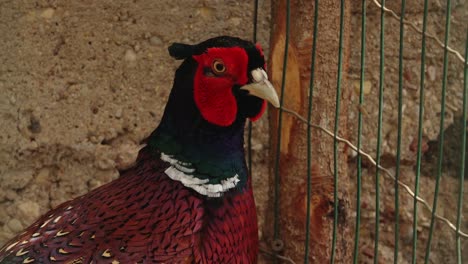 Aves-De-Corral-En-Jaulas-Mirando-A-La-Cámara