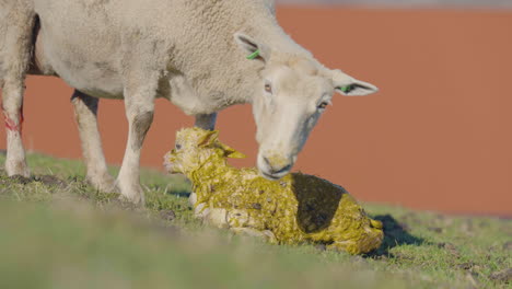 Oveja-Lamiendo-Y-Limpiando-A-Su-Recién-Nacido-Tratando-De-Ponerse-De-Pie-En-Un-Campo