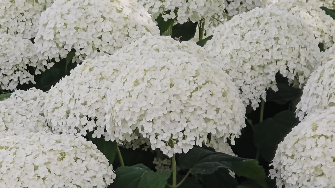 Snowball hydrangeas (Hydrangea arborescens) swaying in the wind during strong breeze