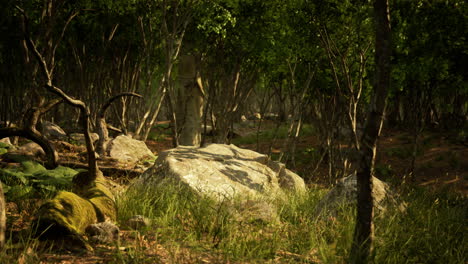 Bosque-En-La-Oscuridad-Con-Hierba-Y-Rocas