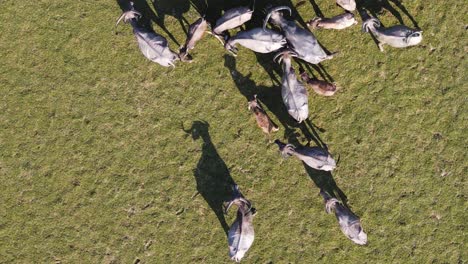 Top-down-aerial-view-of-herd-of-buffaloes-grazing-in-an-open-field