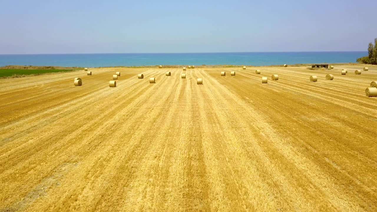Yuvarlak saman balyalarıyla sarı tarla. Hasat