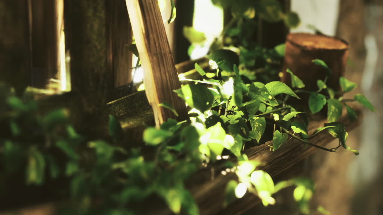 Lush green vines adorning a wooden window sill in afternoon light