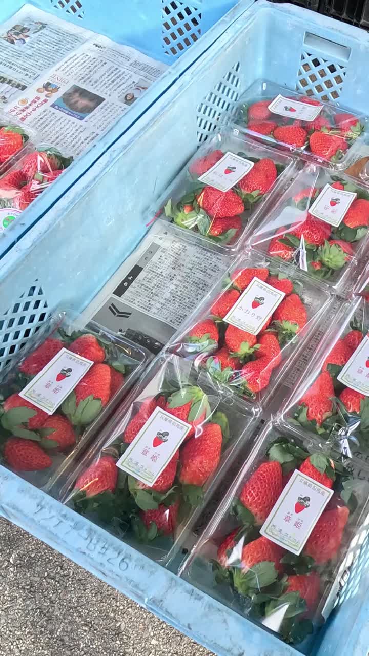 abrir cajas de fresas frescas a la luz del sol