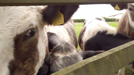 Right-to-Left-Close-Up-of-Dairy-Cows-Peering-Through-Gaps-in-a-Wooden-Fence-in-Slow-Motion