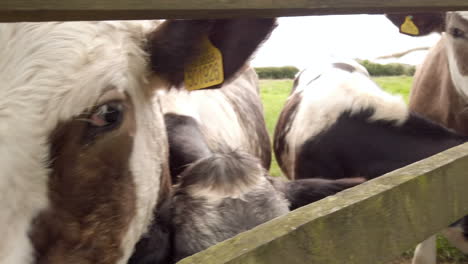 right to left close up of dairy cows peering through gaps in a wooden fence in slow motion