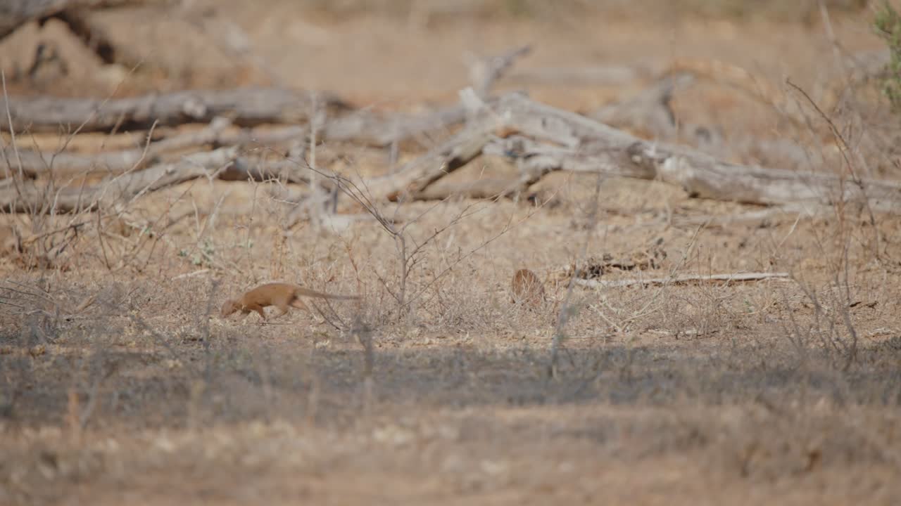 Tracking follows pack of Dwarf mongoose walking through dry dusty ground