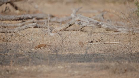 tracking follows pack of dwarf mongoose walking through dry dusty ground