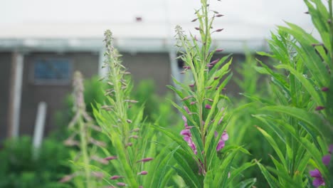 closeup of fireweed plant in spring at the farm in indre fosen, norway