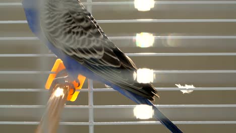 blue budgerigar in the cage