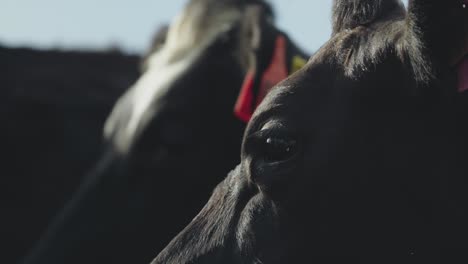 close-up, a single dairy cow stands still, gazing directly into the camera with wide, unblinking eyes—its mottled coat and twitching ears framed by the dull steel of the holding pen