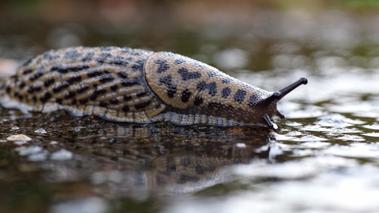 Un affascinante primo piano di una creatura lenta: esplorando le caratteristiche uniche di una lumaca che scivola su una superficie riflettente in un ambiente naturale