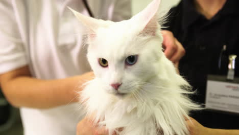 white cat with different eye colors at the vet