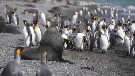 antarctic seal and king penguins living in harmony on beach of south georgia island on sunny day 60fps