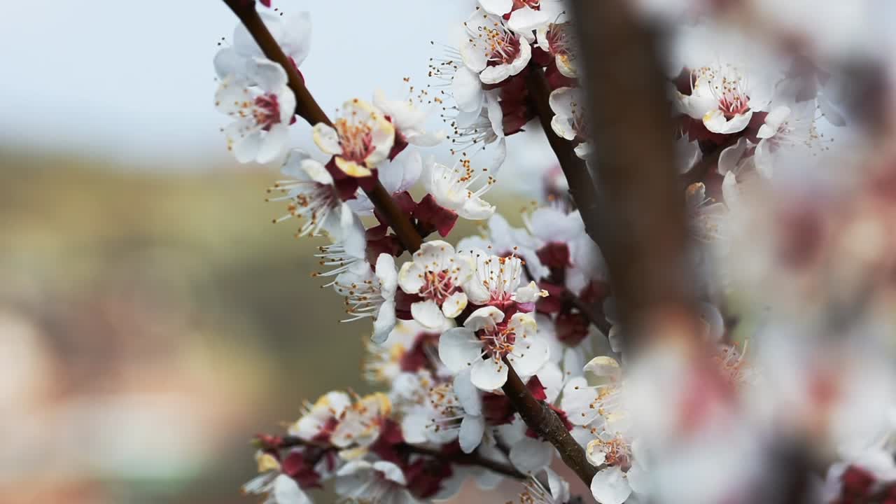 Api che impollinano i fiori di un albero di albicocco in fiore