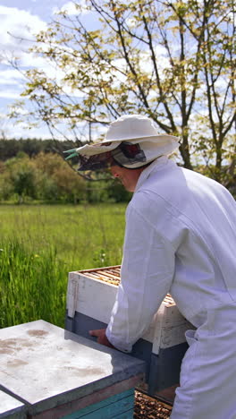 apiculturist moves the hive at his bee farm. beekeeper puts the hives in one row. beautiful nature background. vertical video