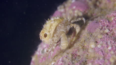 small hermit crab walking on the sea floor