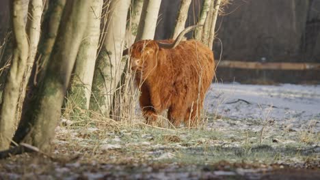 furry brown highland cow bull scratching his huge horns on tree