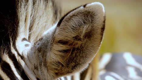 Eine-Makroaufnahme-Der-Ohren-Eines-Zebras-Mit-Einer-Herumfliegenden-Fliege,-Die-Es-Nervt