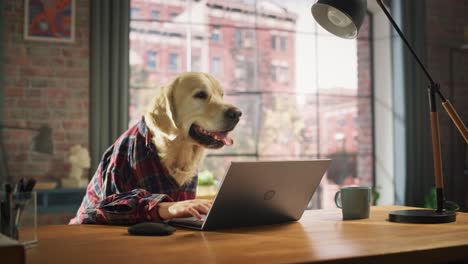 golden retriever dog in a checkered shirt sitting behind a table and working on laptop computer at home. human hands are using keyboard and mouse. person with animal head funny concept.