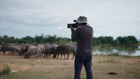 photographer taking pictures of water buffaloes