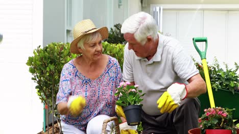 senior couple interacting with each other while gardening