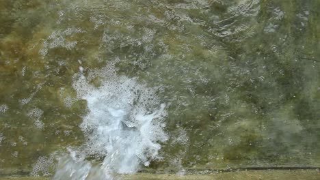 una colección de peces koi en un estanque claro y entrecortado