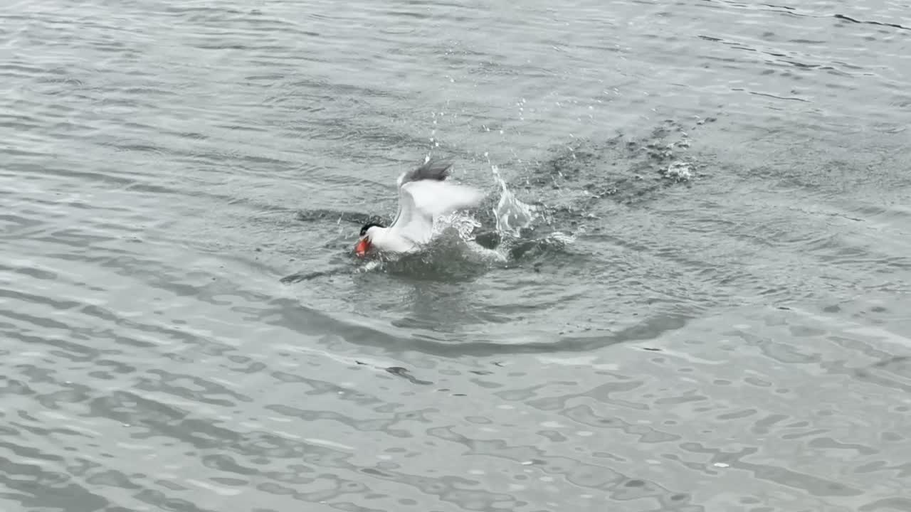 A Caspian tern dives into the ocean, catches a fish, and flies away with ripples