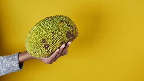 Holding-a-jackfruits-against-yellow-background