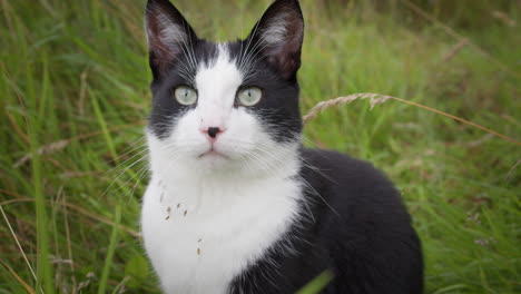 black and white cat outside