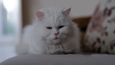 Weiße-Katze-Entspannt-Sich,-Indem-Sie-Auf-Dem-Schlafsofa-Mit-Kissen-Darauf-Liegt,-Freizeit-Zu-Hause-Und-Entspannte-Atmosphäre