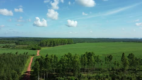 magnificent relaxing nature stillness in green fields of paraguay