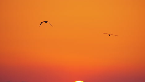 Gaviotas-Volando-En-El-Cielo-Del-Atardecer