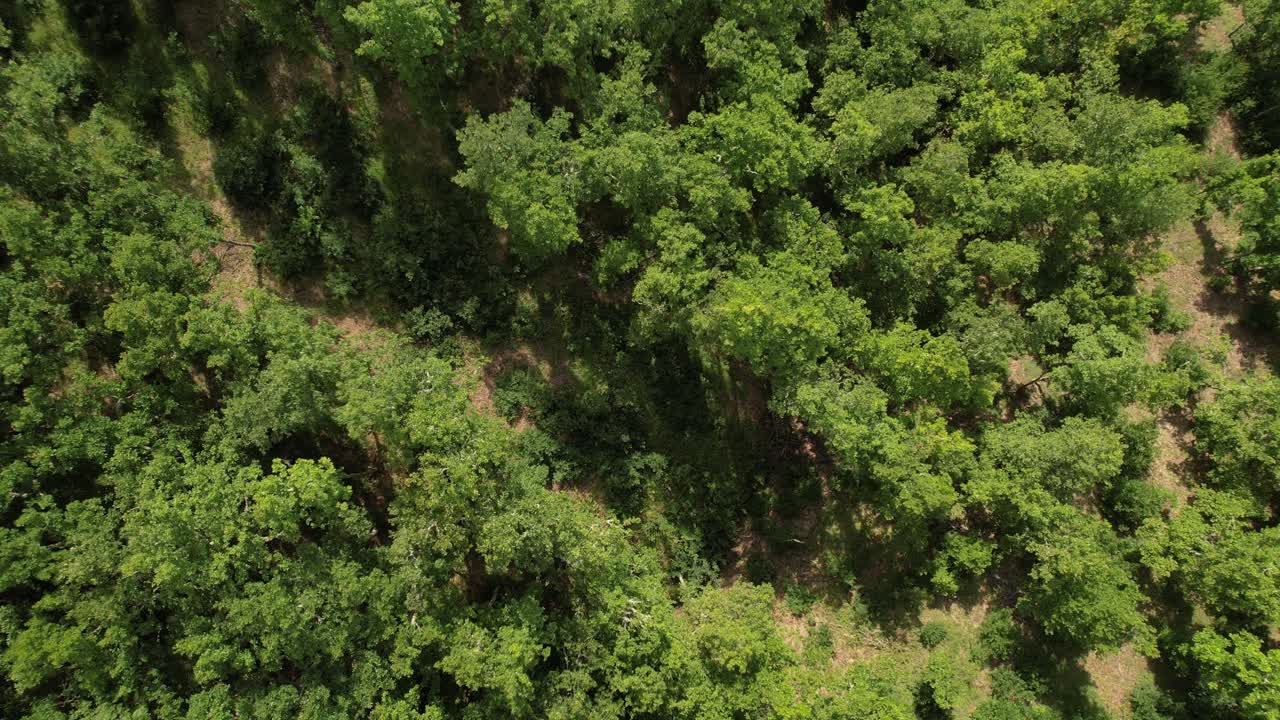 drone aéreo disparó bosque denso