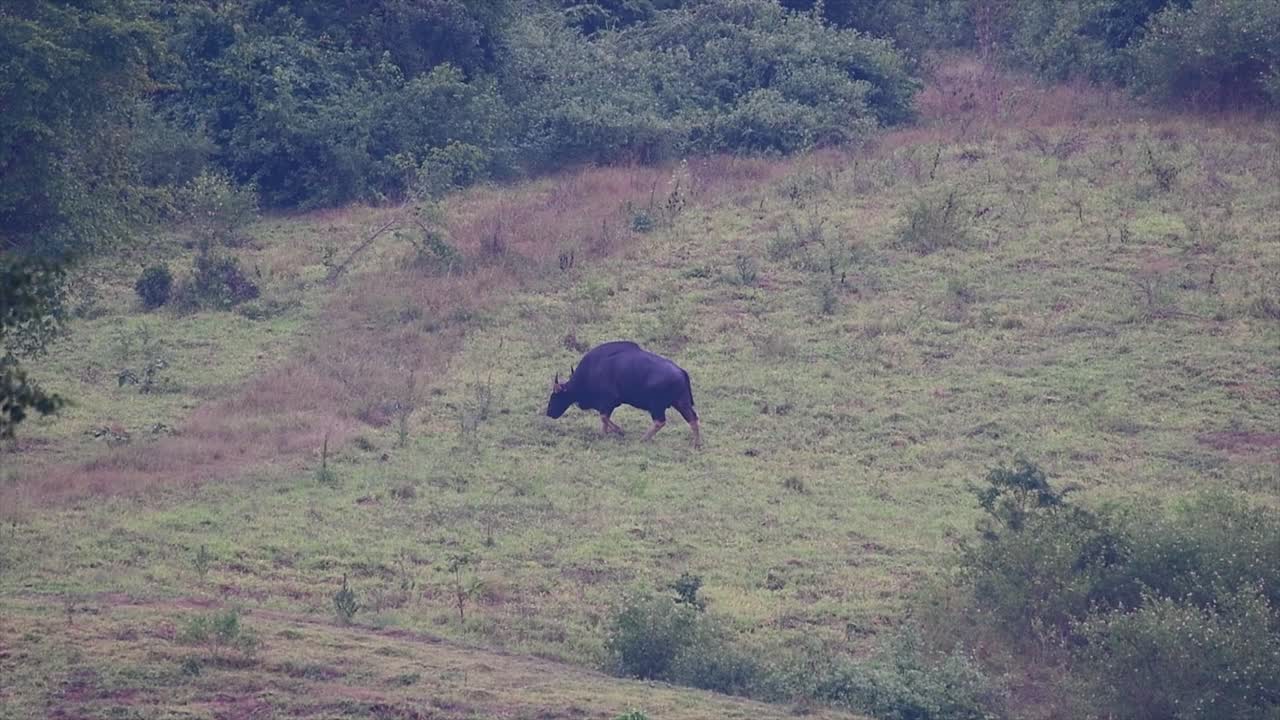 el gaur o el bisonte indio es un animal masivo como el bovino existente más grande encontrado en el sur y sureste de asia que está clasificado como vulnerable debido a la pérdida de hábitat y la caza