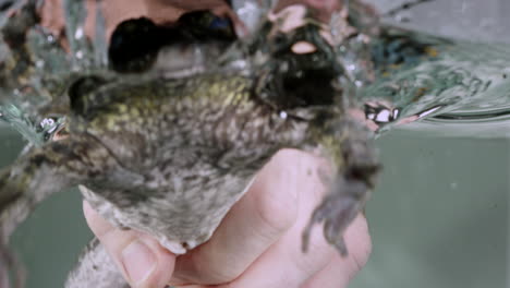 man picks up frog from aquarium - close up on hand