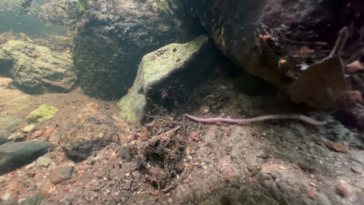 Underwater shot of an Earthworm that has fallen into the water and struggles with the current in a shallow river near the riverbank