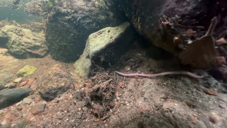 underwater shot of an earthworm that has fallen into the water and struggles with the current in a shallow river near the riverbank