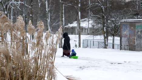 woman pulling her child in plastic sledge on white snow, distance handheld view