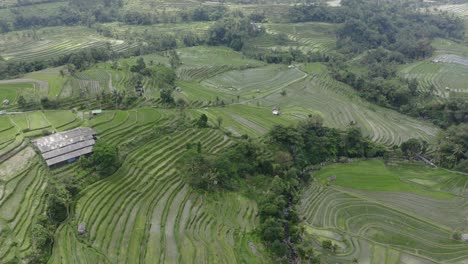 Drone-footage-of-the-amazing-rice-paddy's-in-Bali,-Jatiluwih