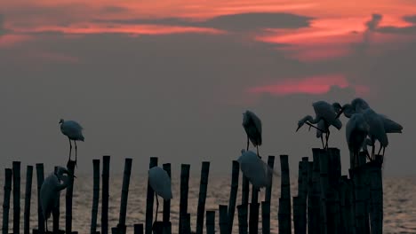 The-Great-Egret,-also-known-as-the-Common-Egret-or-the-Large-Egret