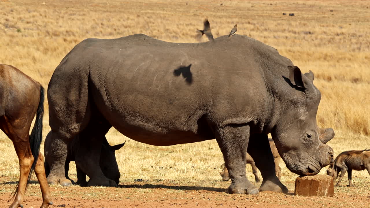 Dehorned white rhino mom with calf close by harassing mineral lick block