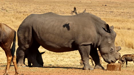 dehorned white rhino mom with calf close by harassing mineral lick block