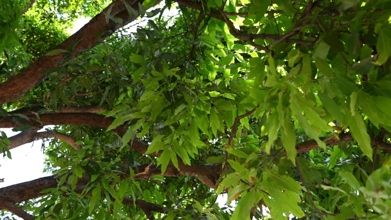 rami e foglie su un albero