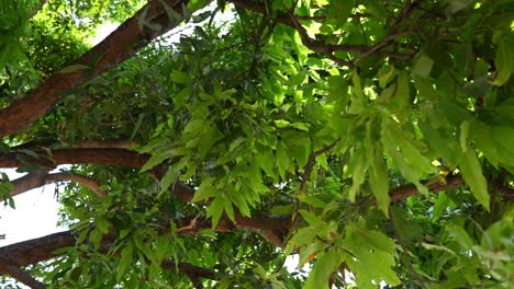 ramas y hojas de un árbol