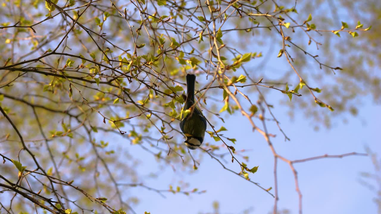 A cute little bird, a great tit, hangs upside down on a branch, looking down. Funny movements. Filmed in slow motion. It's spring, and the plants begin to bloom at sunset.